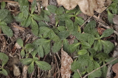 Pilosella officinarum