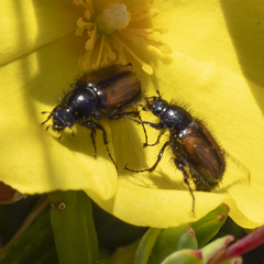 Chasmatopterus villosulus