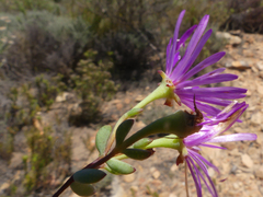 Lampranthus falcatus