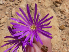 Lampranthus falcatus