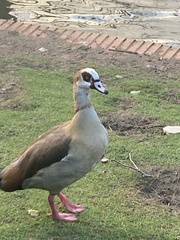 Alopochen aegyptiaca