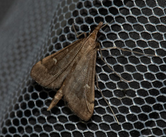 Dolicharthria punctalis