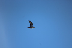 Charadrius vociferus