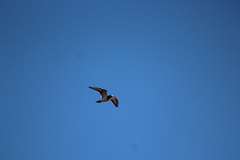 Charadrius vociferus