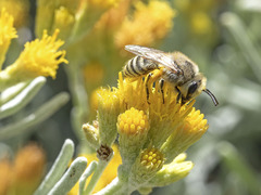 Colletes moricei