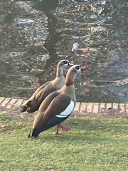 Alopochen aegyptiaca