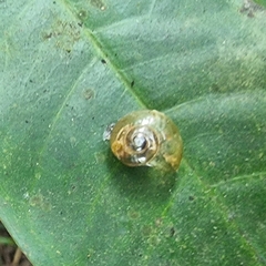 Helicarion perfragilis