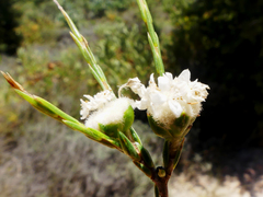 Lachnaea
