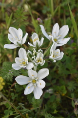 Ornithogalum