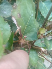 Psyllobora confluens