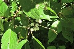 Cornus sericea