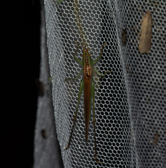 Conocephalus conocephalus