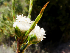 Lachnaea