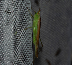 Conocephalus conocephalus
