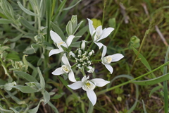 Ornithogalum