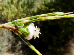 Lachnaea