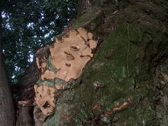 Truncospora tephropora