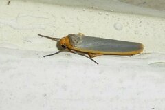 Eilema complana