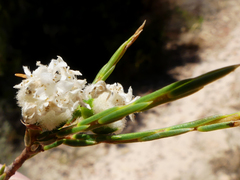 Lachnaea