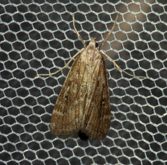 Parapoynx stratiotata