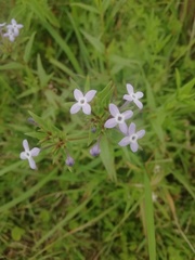 Conostomium natalense