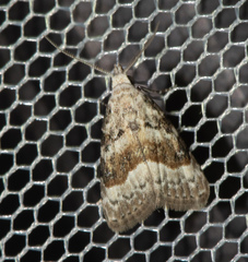 Nola aerugula