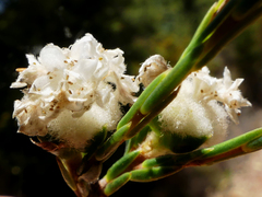 Lachnaea