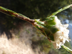 Lachnaea