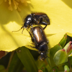 Chasmatopterus villosulus