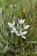 Ornithogalum