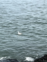 Chroicocephalus philadelphia