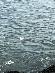 Chroicocephalus philadelphia