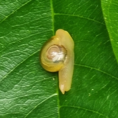 Helicarion perfragilis
