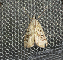 Parapoynx stratiotata