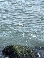 Chroicocephalus philadelphia