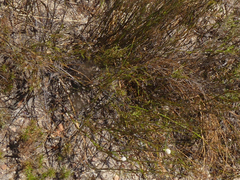 Lachnaea