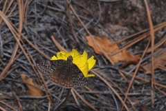 Erynnis telemachus