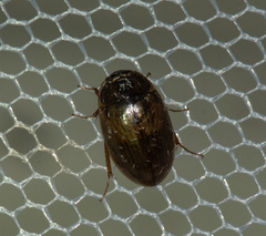 Enochrus