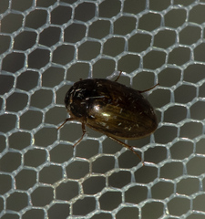 Enochrus