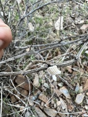 Litaneutria ocularis