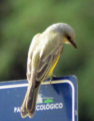 Tyrannus melancholicus