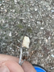 Litaneutria ocularis