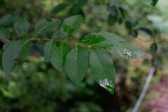 Ligustrum ovalifolium