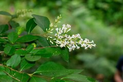 Ligustrum ovalifolium