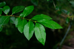 Ligustrum ovalifolium