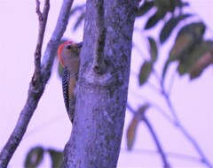 Melanerpes aurifrons