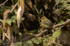 Empidonax occidentalis