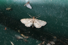 Anageshna primordialis