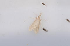 Donacaula longirostrallus