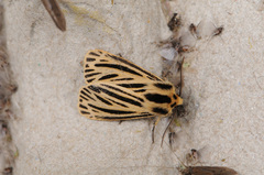 Apantesis virguncula